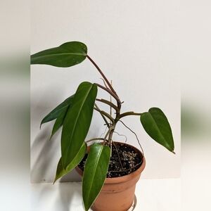 Philodendron Congo in a Six inch plastic Pantera pot with plant food.